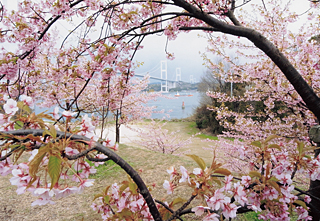 花額縁