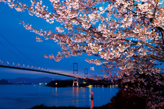 海道河津桜