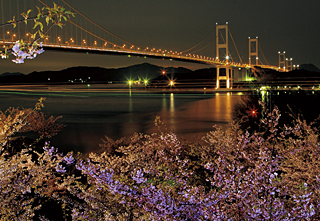 来島海峡と河津桜
