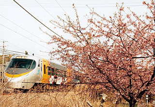 しおかぜと河津桜